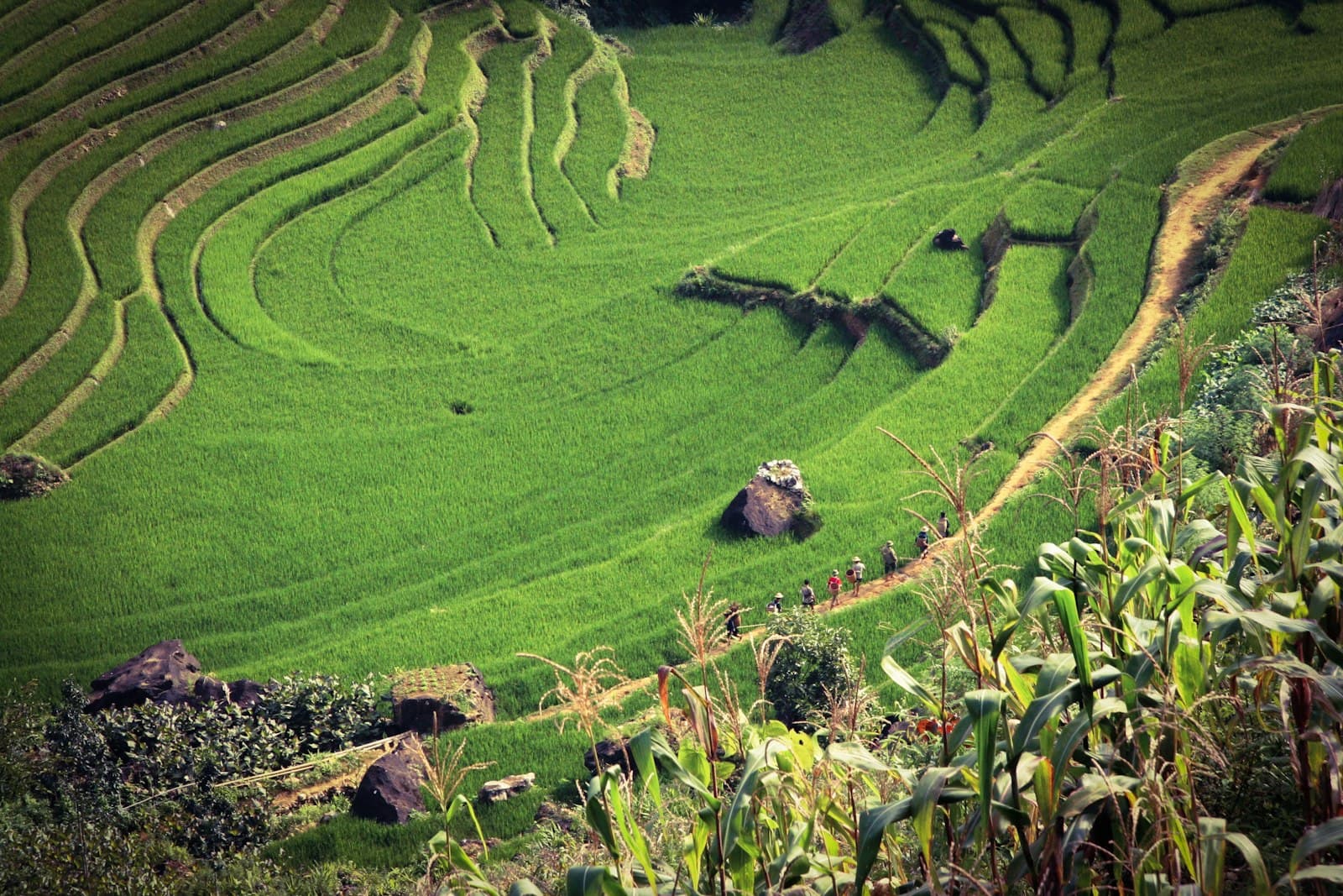 Sapa 3